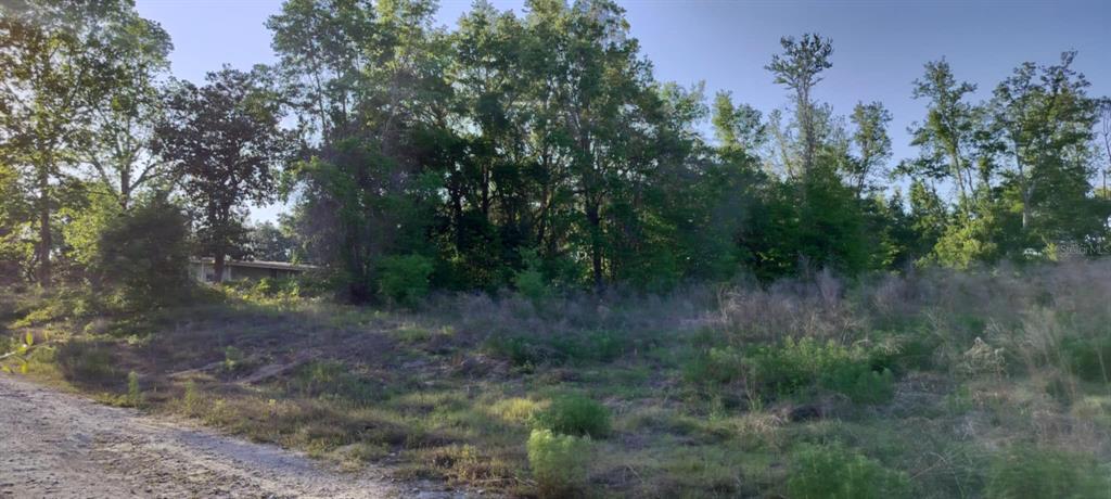 2808 Van Buren Street Inverness, FL 34453 - Photo 7 of 18 a view of a dry yard with trees in the background