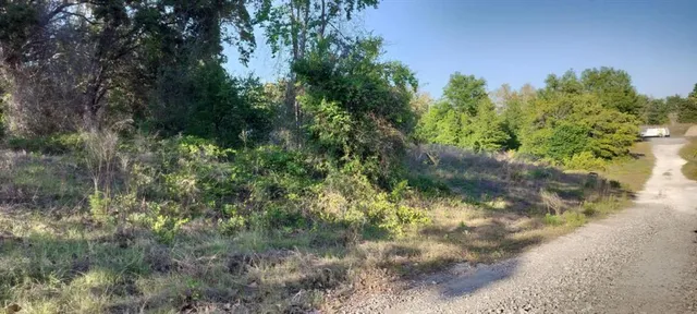 a view of a lush green forest
