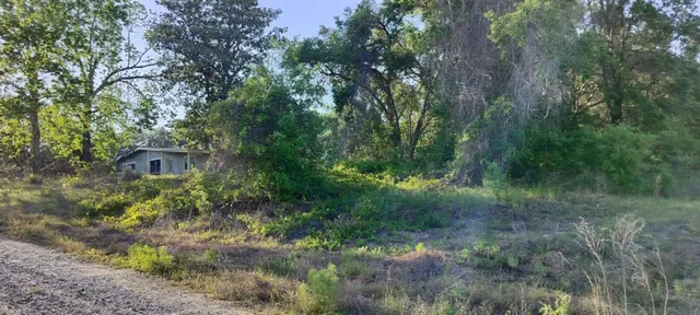 a view of a lush green forest with lots of trees