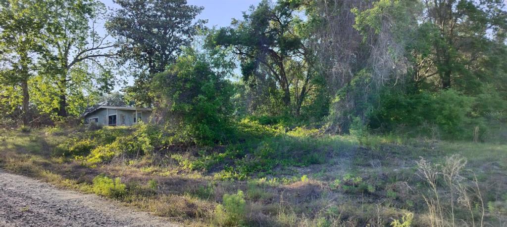 2808 Van Buren Street Inverness, FL 34453 - Photo 9 of 18 a view of a lush green forest