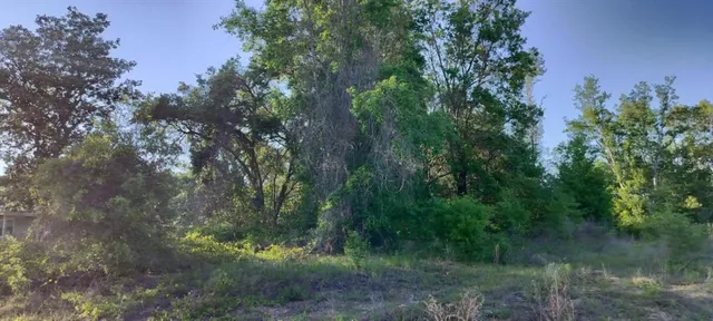 a view of a lush green forest