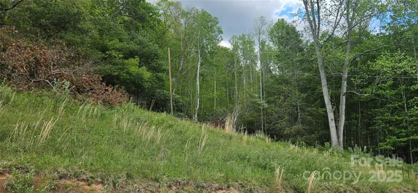 a view of a lush green forest