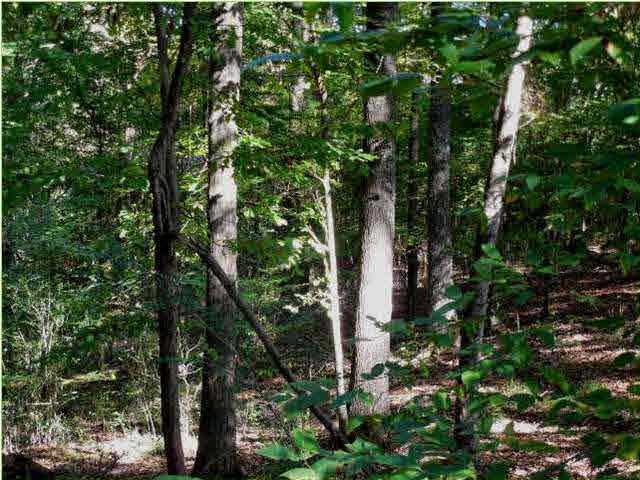 70 Shady Grove Road Goodman, MS 39079 - Photo 13 of 18 Photo 13