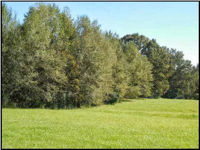 70 Shady Grove Road Goodman, MS 39079 - Photo 2 of 18 Photo 2