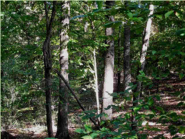 70 Shady Grove Road Goodman, MS 39079 - Photo 6 of 18 Photo 6