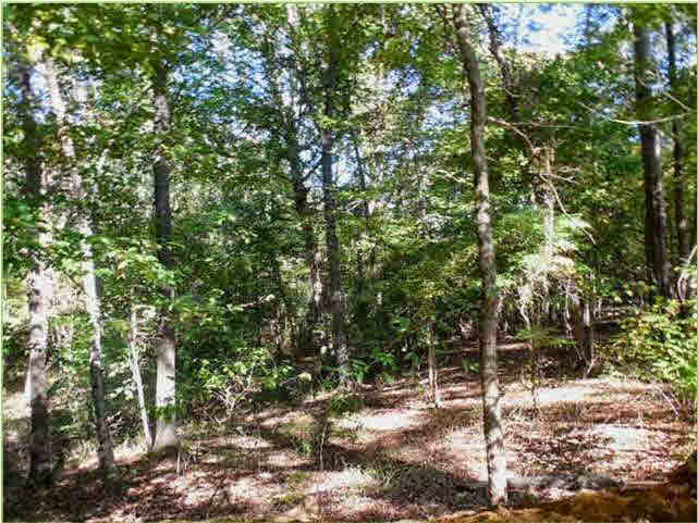70 Shady Grove Road Goodman, MS 39079 - Photo 8 of 18 Photo 8