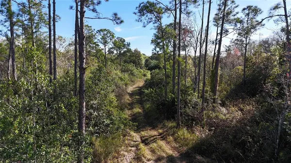 a view of a forest with a tree