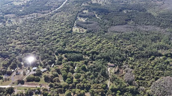 a view of a forest with a tree