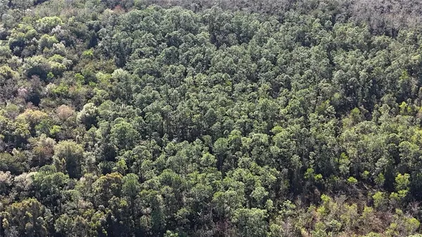 a view of a forest