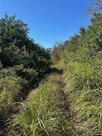 a view of a tree with a plants