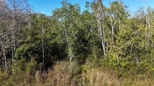 a view of a forest with a tree