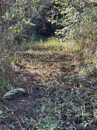 a view of forest