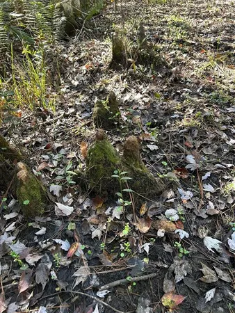 a view of a forest