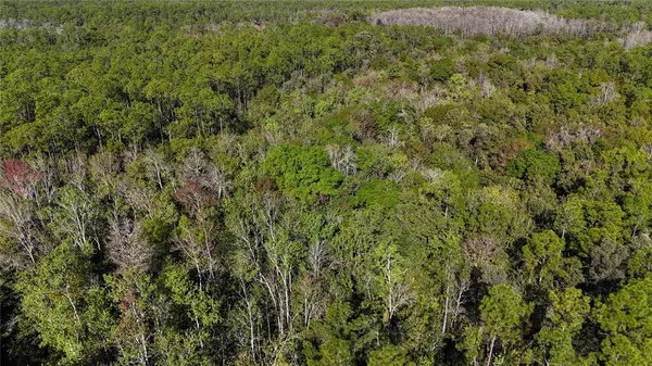 a view of a lush green forest with large trees