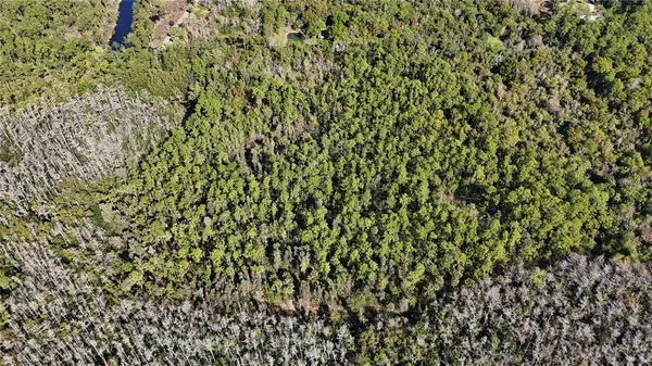 a close up of a plant