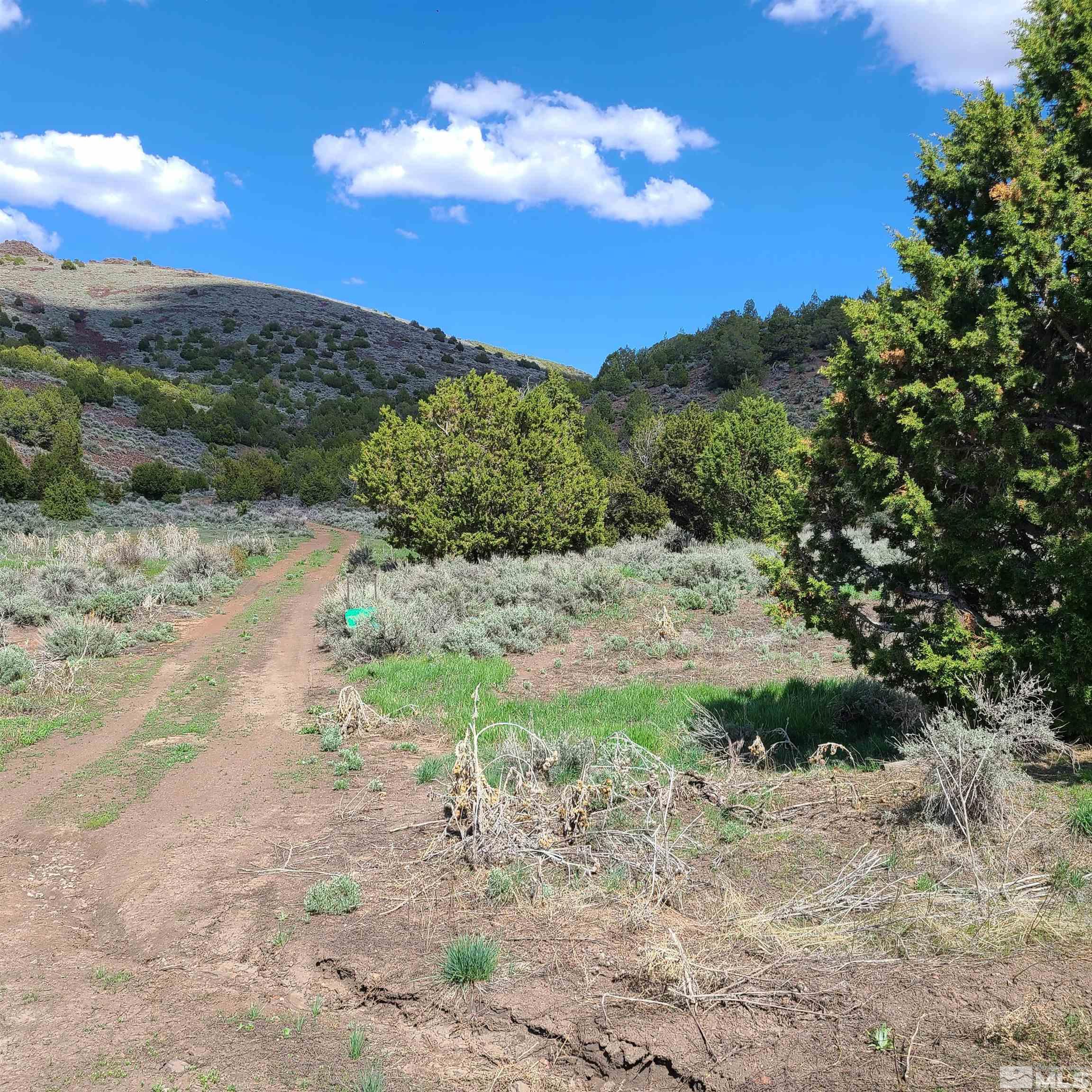 0 Left Hand Canyon Road Reno, NV 89510 - Photo 4 of 16 a view of a yard with a tree