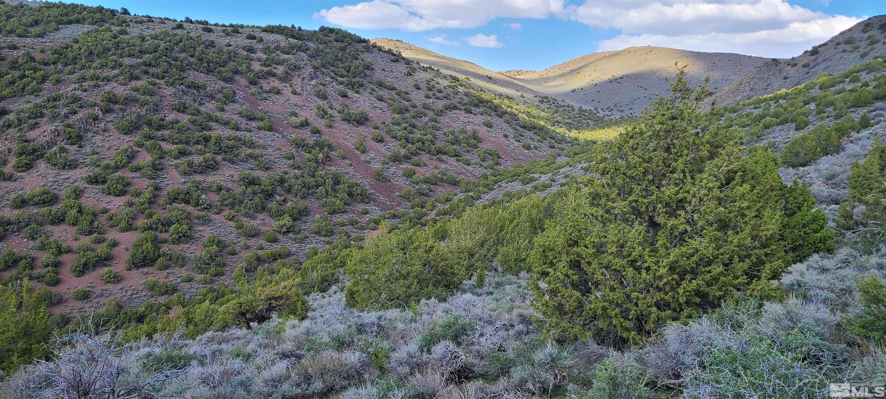 0 Left Hand Canyon Road Reno, NV 89510 - Photo 7 of 16 a view of a dry yard with lots of bushes