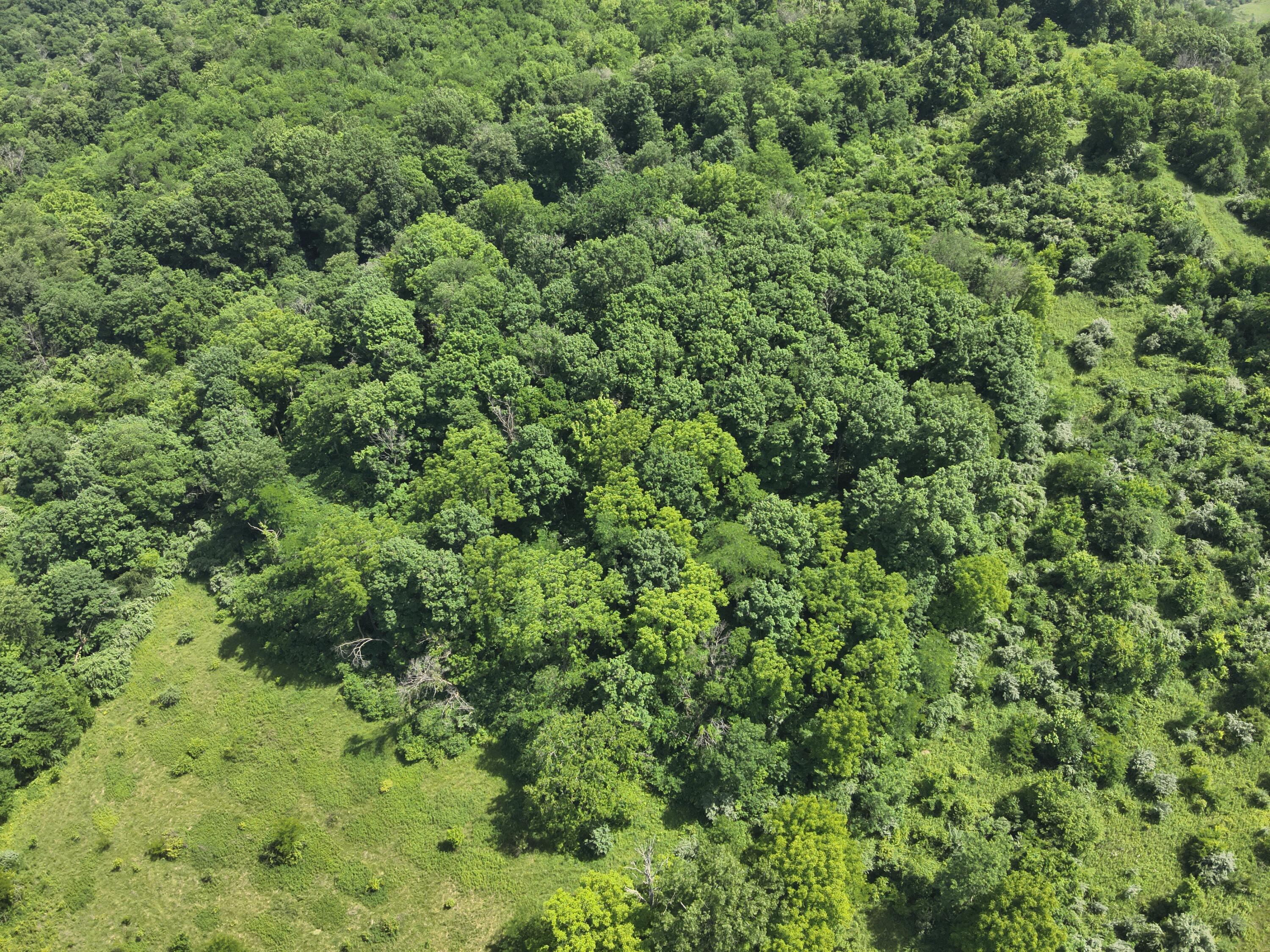 113 Lee's Creek Road Dover, KY 41034 - Photo 22 of 30 DJI_20260529151638_0006_V