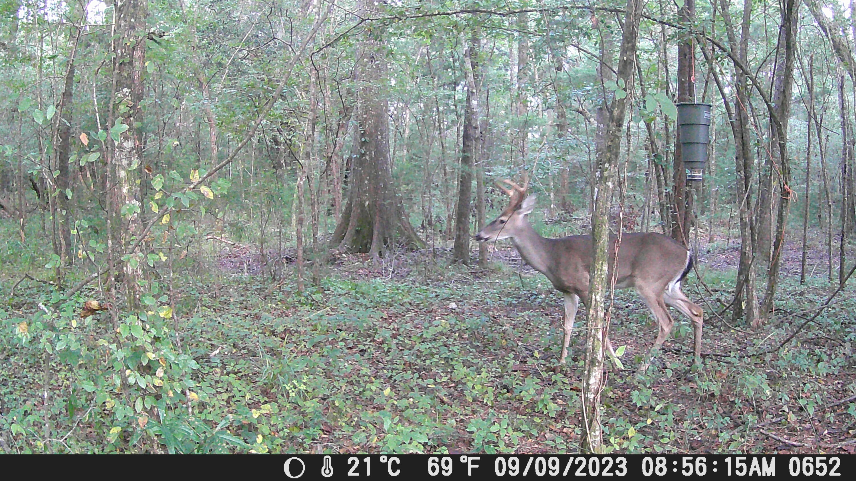 813 Lecture Drive Ladson, SC 29456 - Photo 47 of 48 Backyard caught on camera