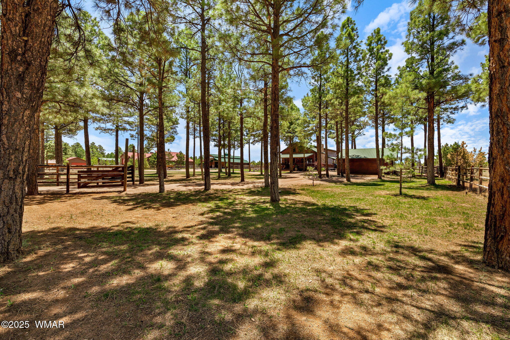 2295 Bison Rnch Trail Overgaard, AZ 85933 - Photo 53 of 68 OH THE BEAUTIFUL PINE TREES