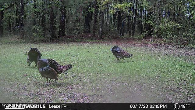 2738 County Farm Rd A D Liberty, MS 39645 - Photo 25 of 29 IMG_0411
