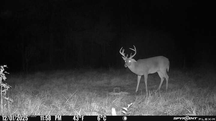 2738 County Farm Rd A D Liberty, MS 39645 - Photo 4 of 29 Image-1