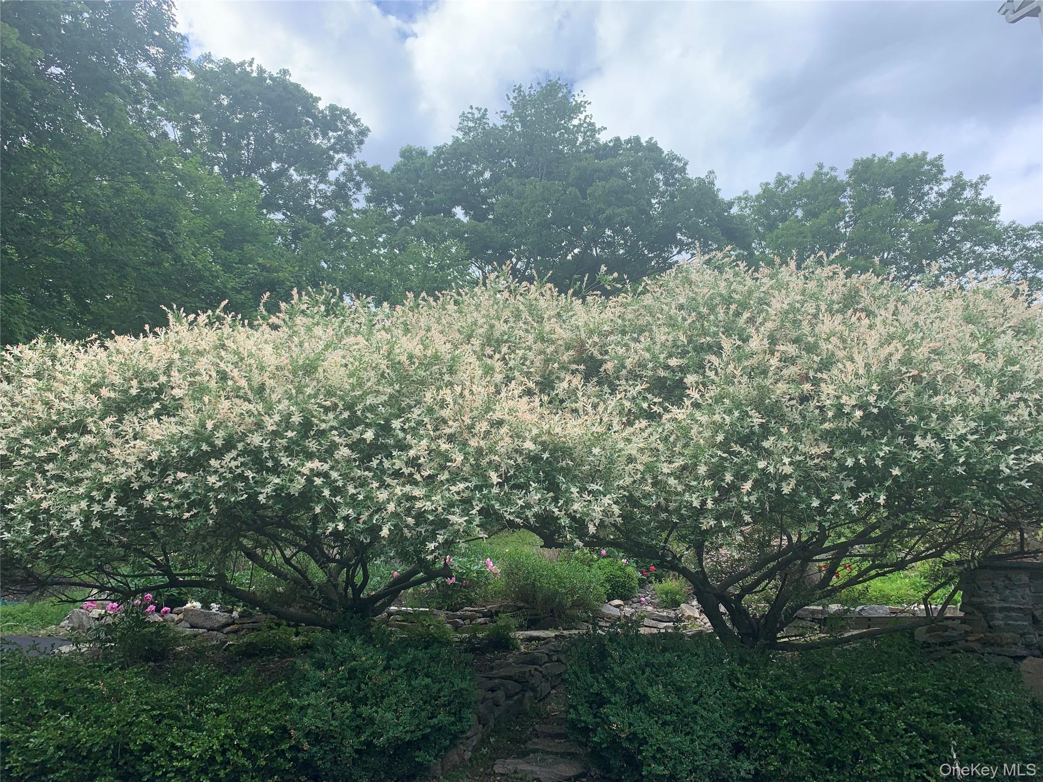 57 South White Rock Road Holmes, NY 12531 - Photo 39 of 44 a view of a forest with a tree