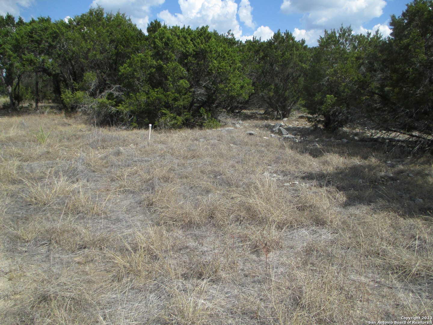 a view of a dry yard with trees in the background