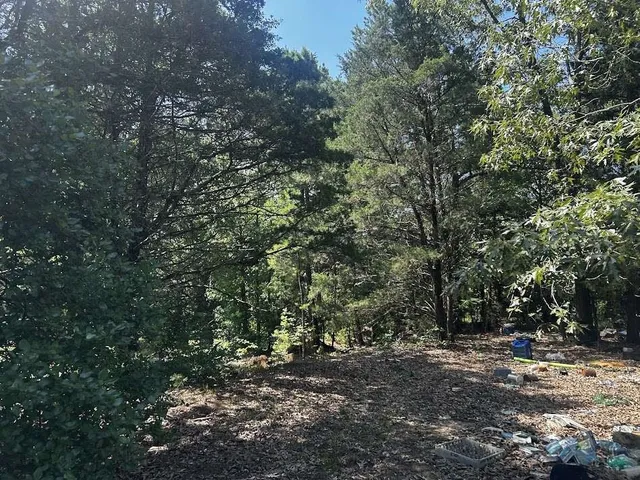 a view of a forest with trees