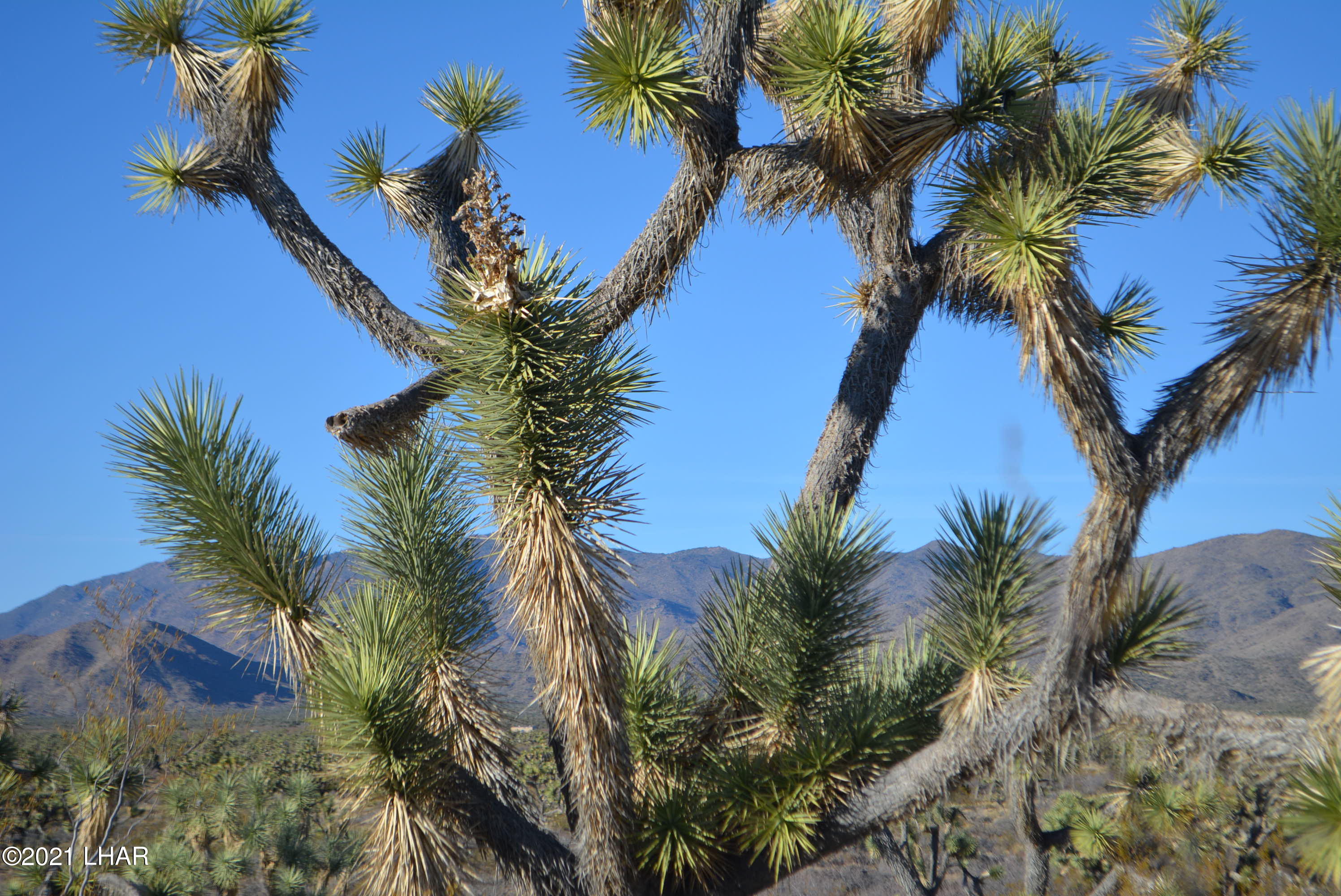 2082 South Roadrunner Road Yucca, AZ 86438 - Photo 19 of 30 DSC_0810