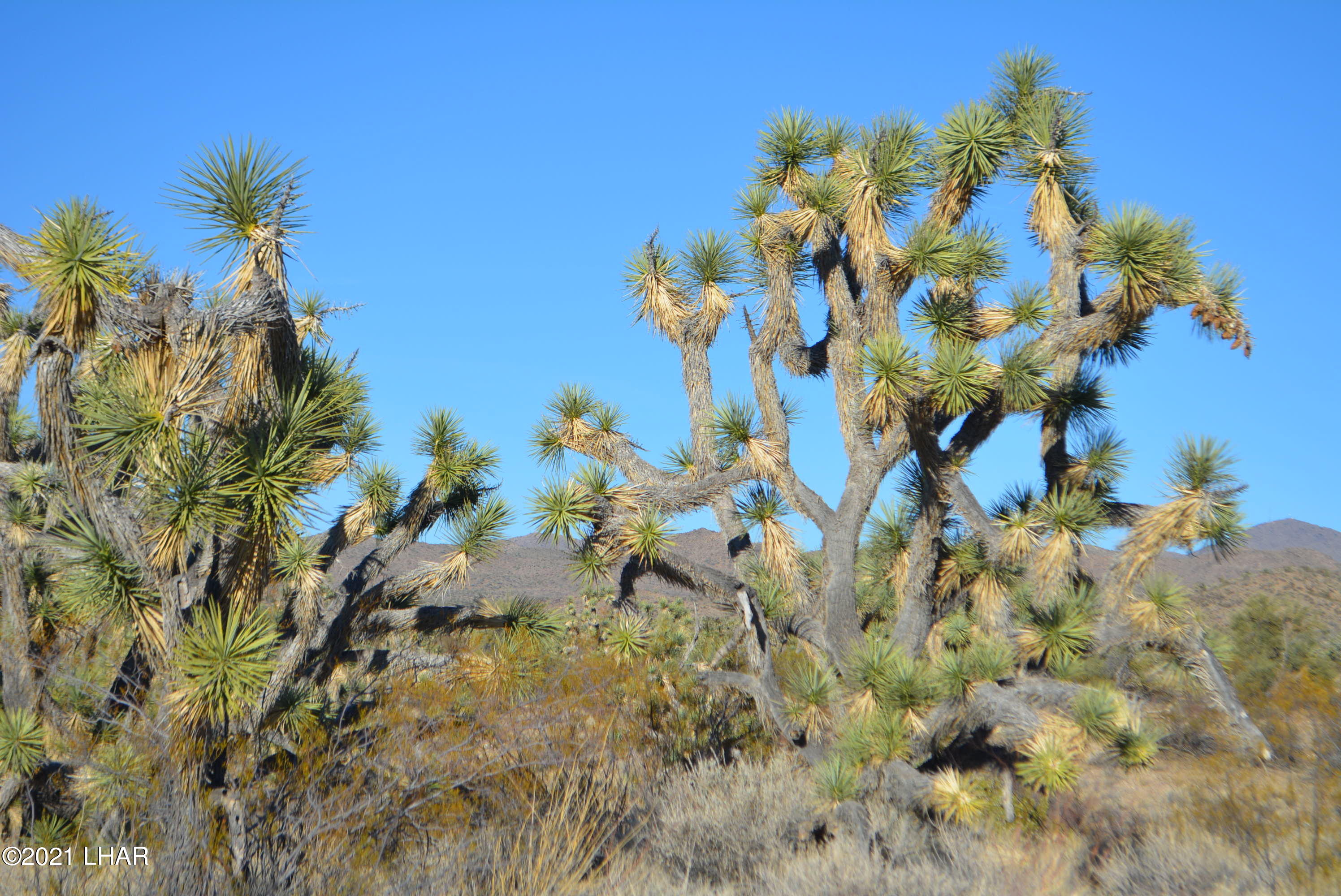 2082 South Roadrunner Road Yucca, AZ 86438 - Photo 24 of 30 DSC_0815