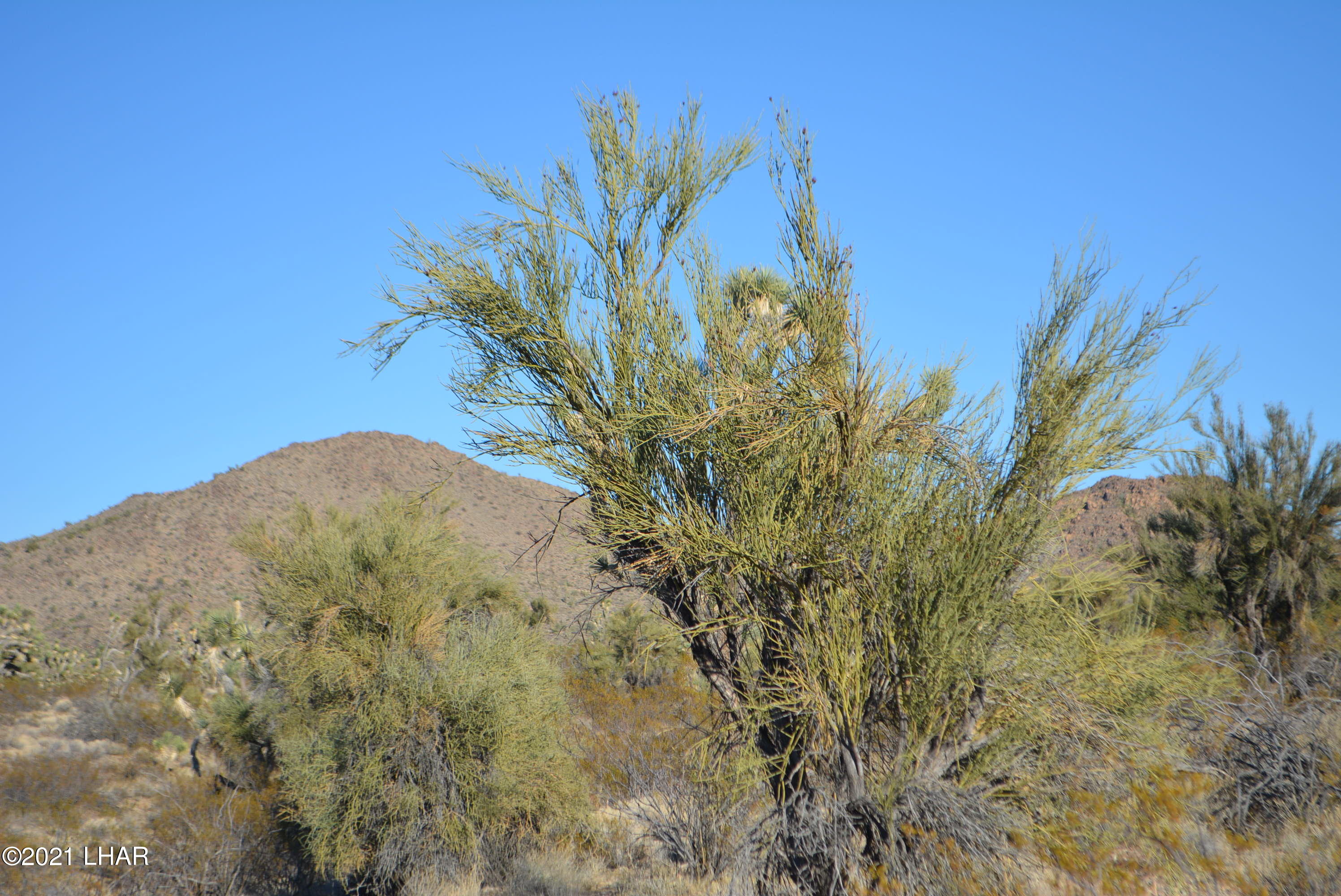 2082 South Roadrunner Road Yucca, AZ 86438 - Photo 26 of 30 DSC_0817