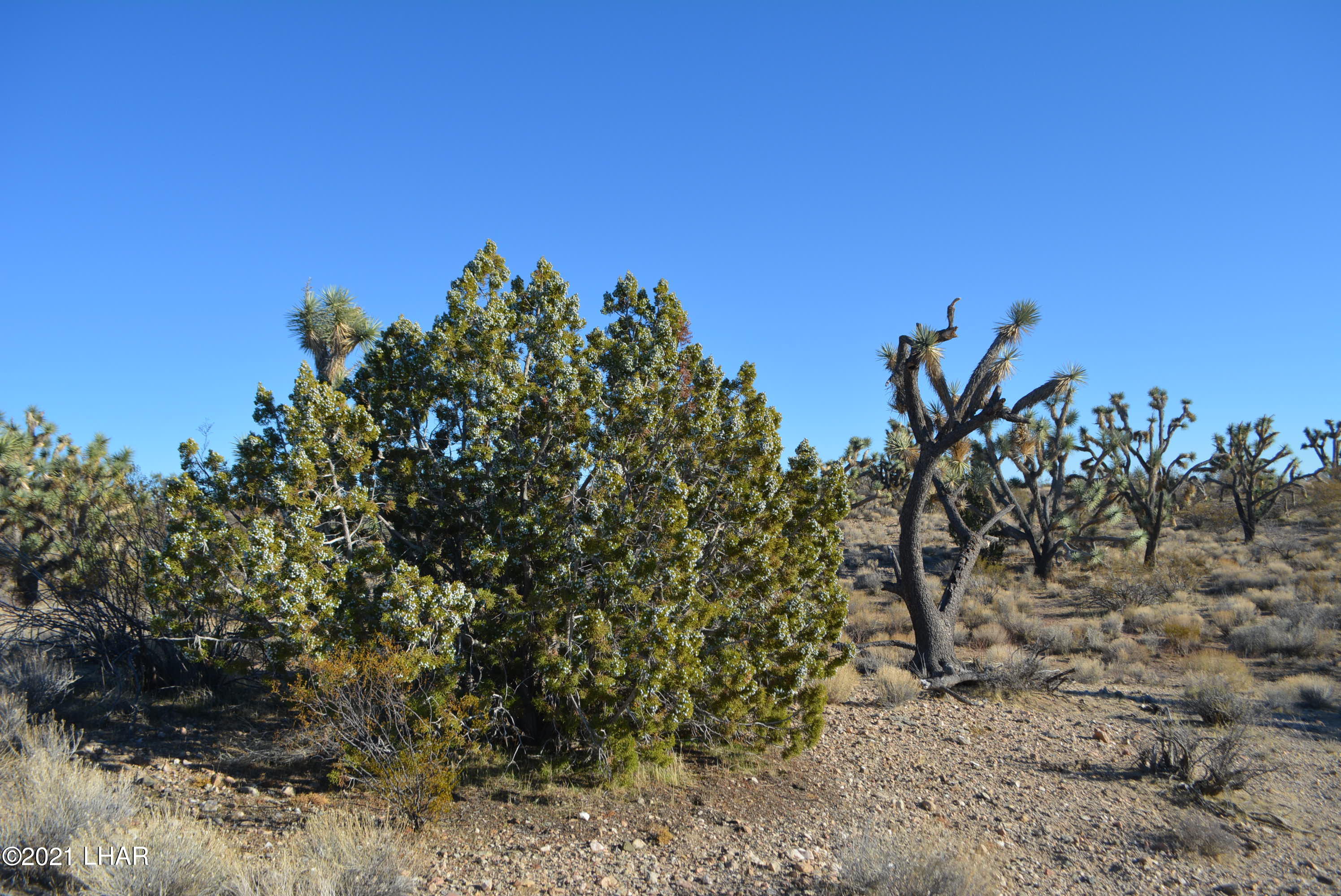 2082 South Roadrunner Road Yucca, AZ 86438 - Photo 30 of 30 DSC_0821