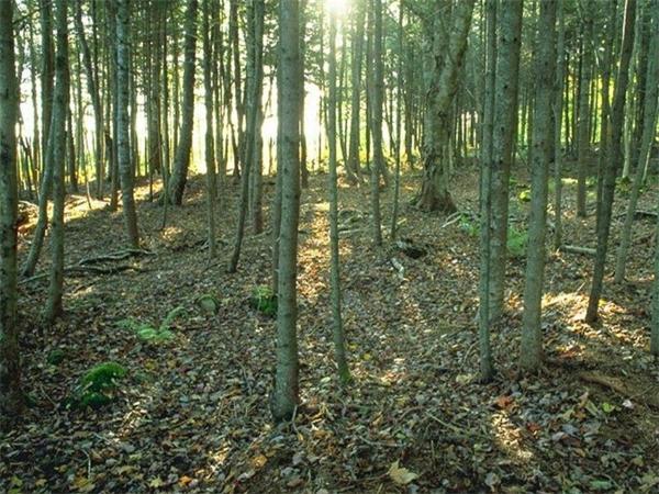 Lot 37 London Bridge Road Windham, NH 03087 - Photo 2 of 6