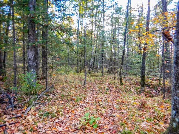 $99,900 | N16656 Dexter Road, Pembine, WI 54156