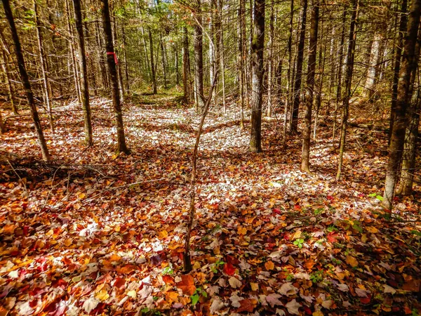 $99,900 | N16656 Dexter Road, Pembine, WI 54156