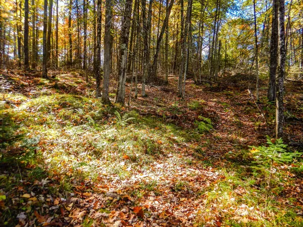 $99,900 | N16656 Dexter Road, Pembine, WI 54156