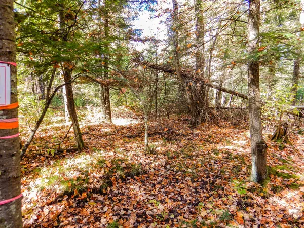 $99,900 | N16656 Dexter Road, Pembine, WI 54156