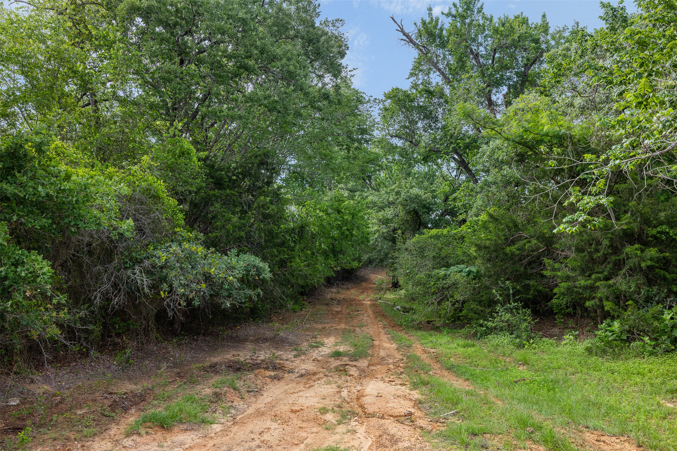 459 County Road 459 Road Thorndale, TX 76577 - Photo 5 of 35 a view of a forest with trees in front of it
