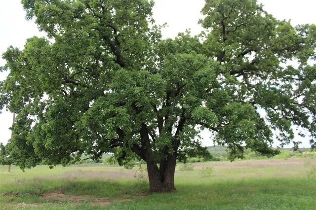 $175,945 | 3 County Road 109, Mingus, TX 76463