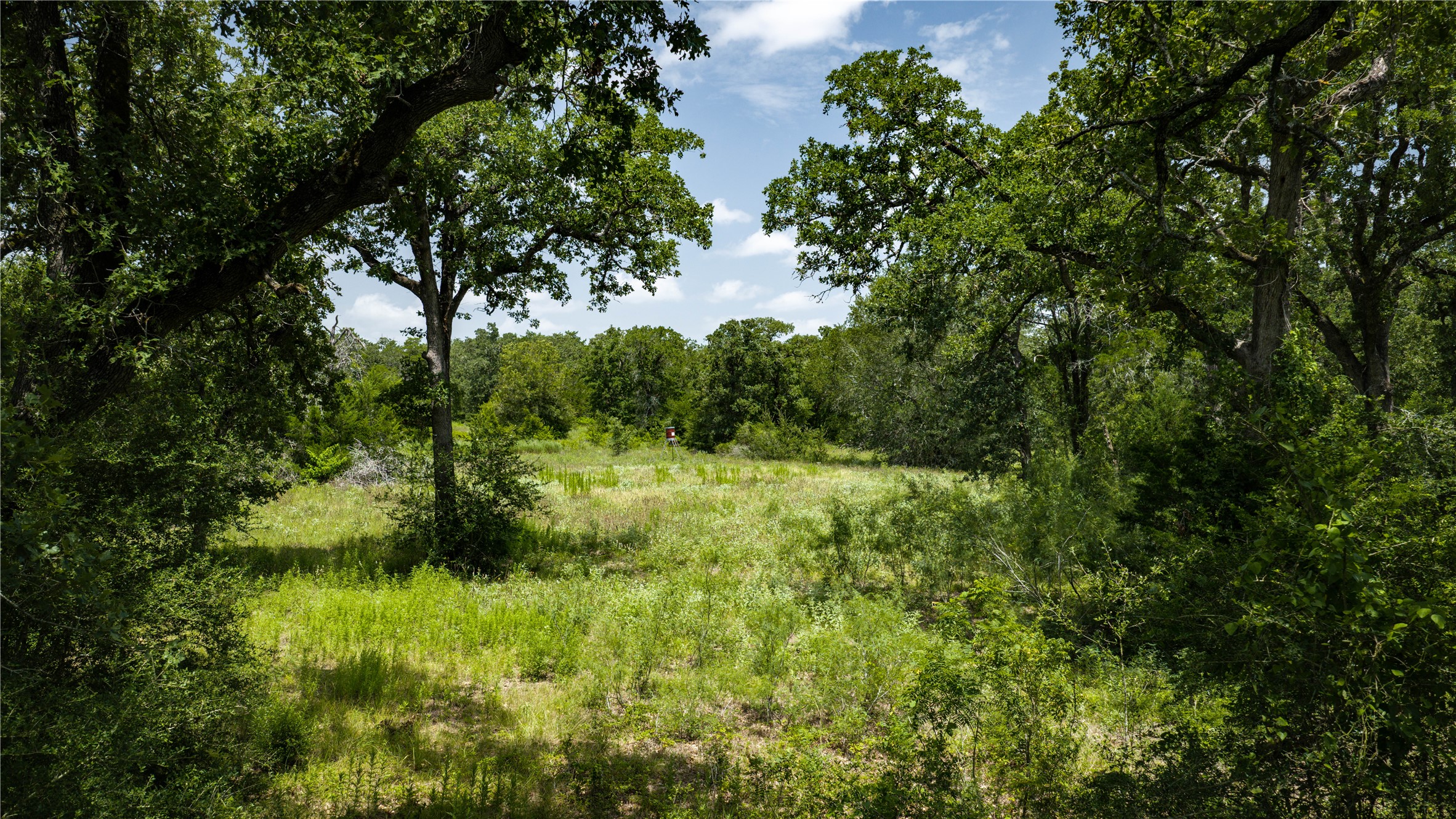 7221 West Old Lockhart Road Muldoon, TX 78949 - Photo 19 of 38 Mature trees frame a private grassy clearing on this expansive acreage.