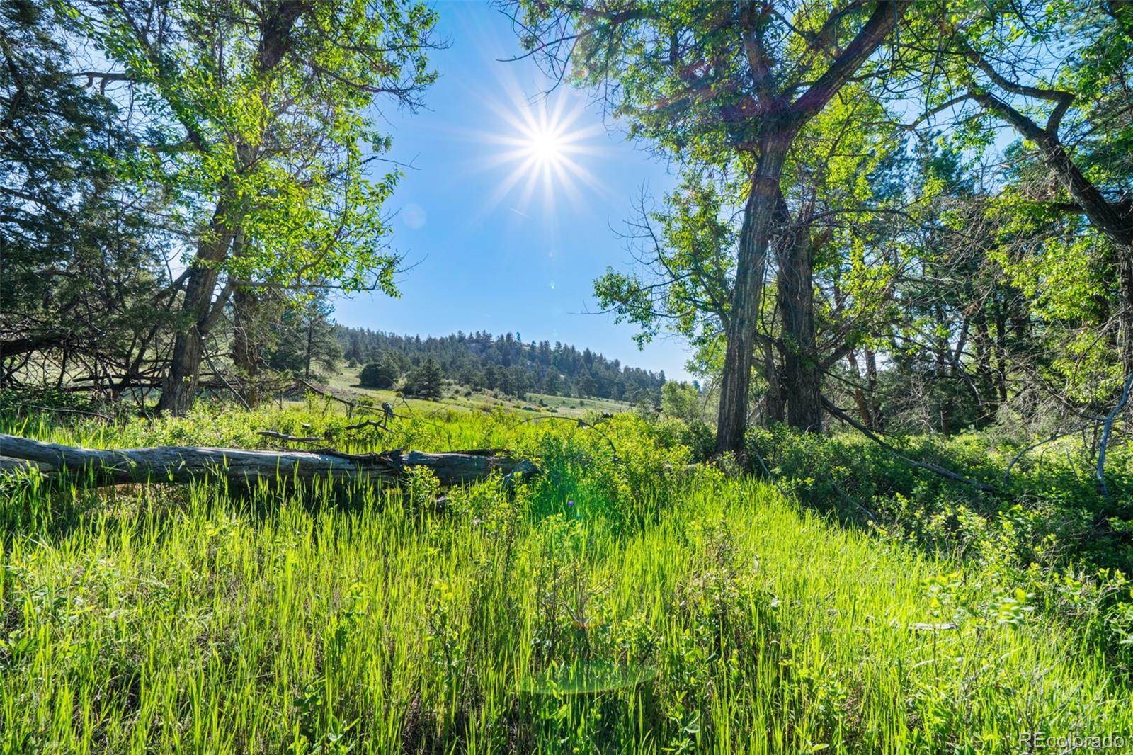 22511 Resort Creek Road Conifer, CO 80433 - Photo 31 of 50