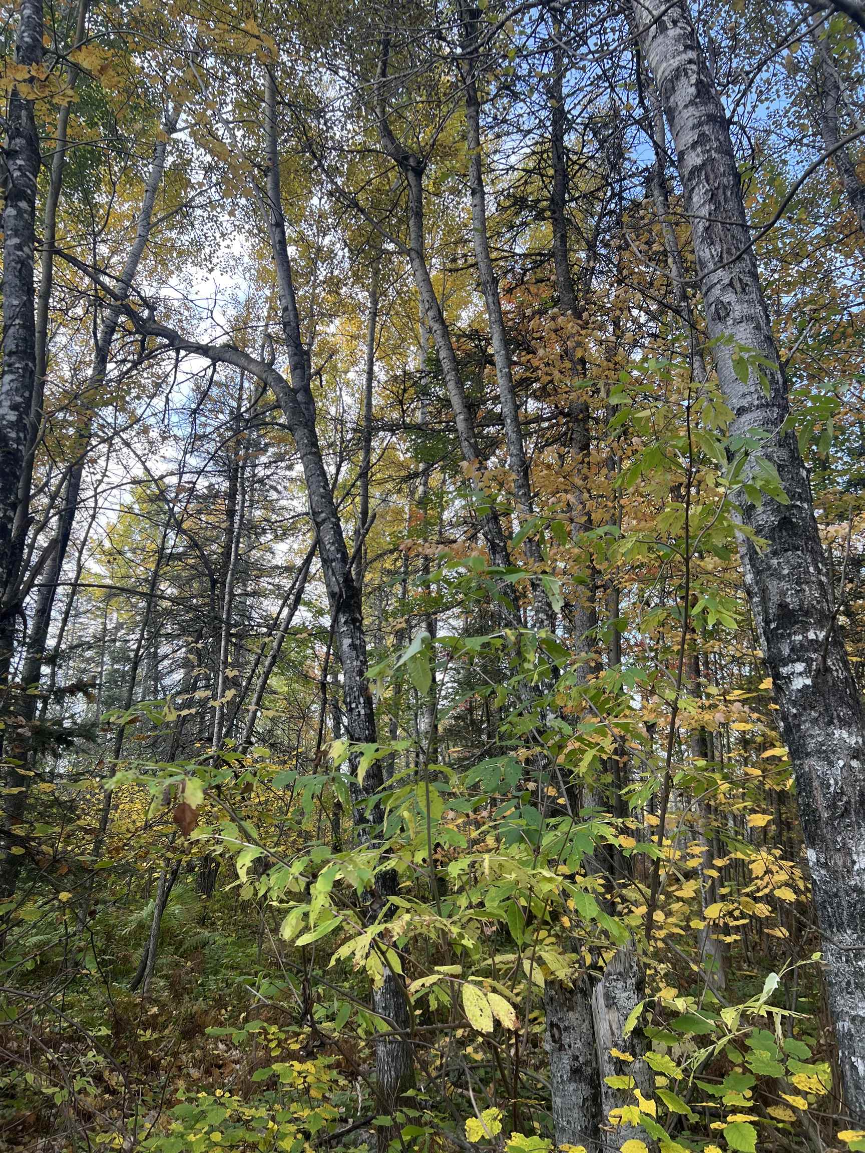 4177 Joshua Road Silver Bay, MN 55614 - Photo 10 of 12