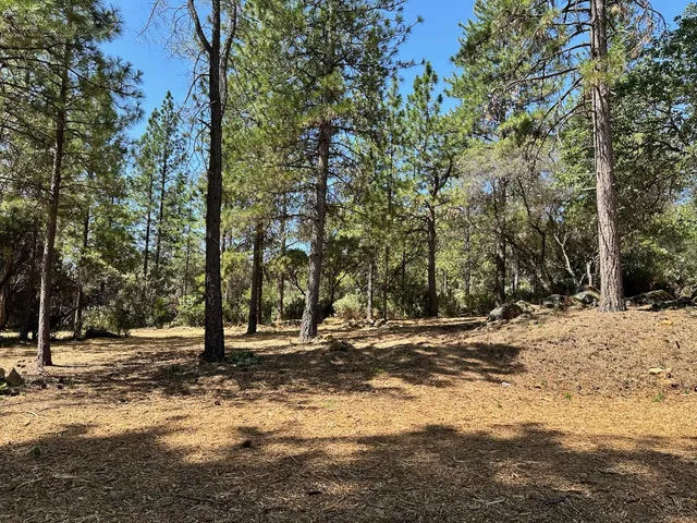 a view of a tree with a yard