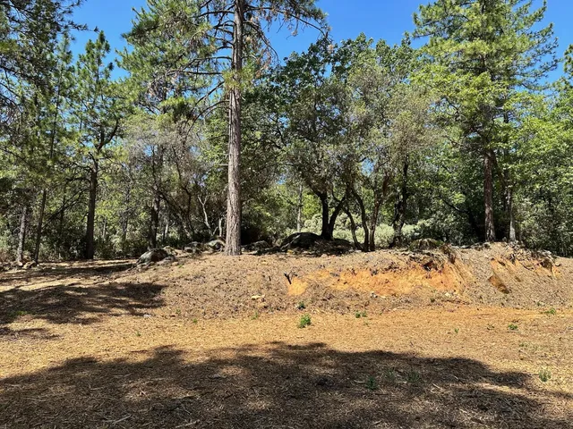 a view of a dirt yard with a tree