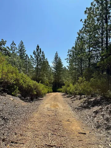 a view of a pathway with a tree in the background