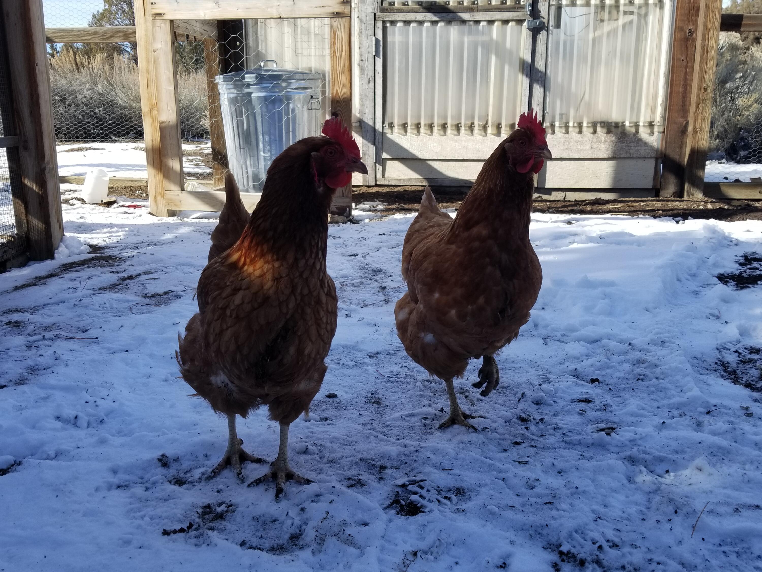 18390 Fryrear Ranch Road Bend, OR 97703 - Photo 33 of 36 yes you can have chickens