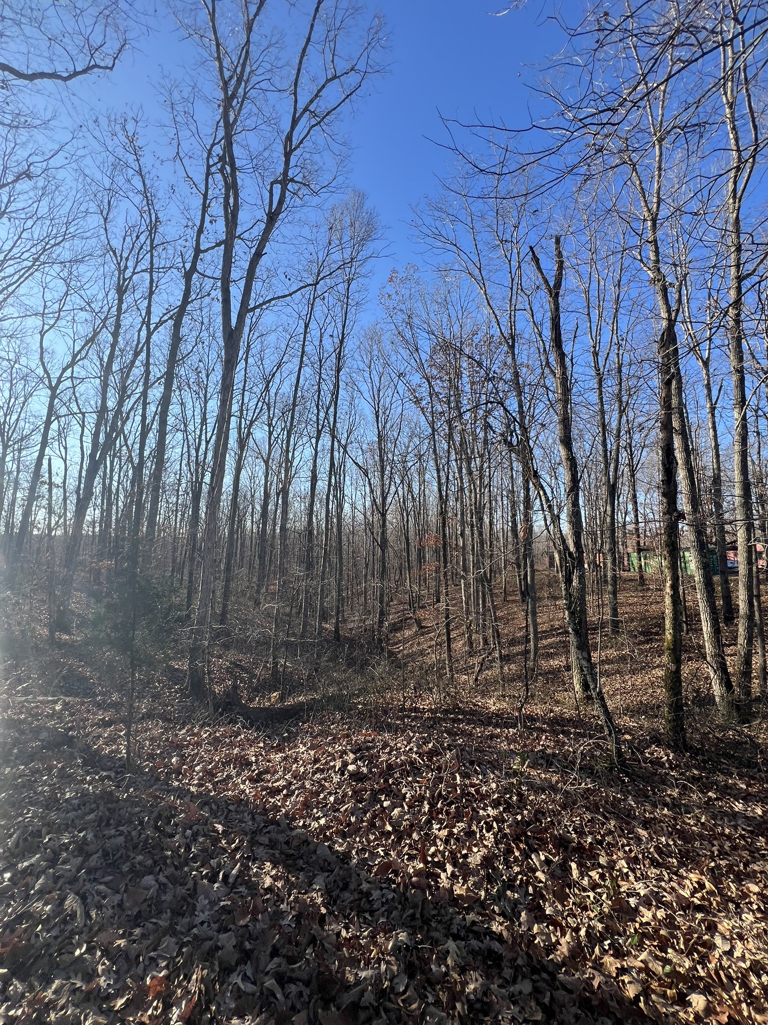 151 Kimberly Road Hohenwald, TN 38462 - Photo 2 of 9 a view of backyard of house