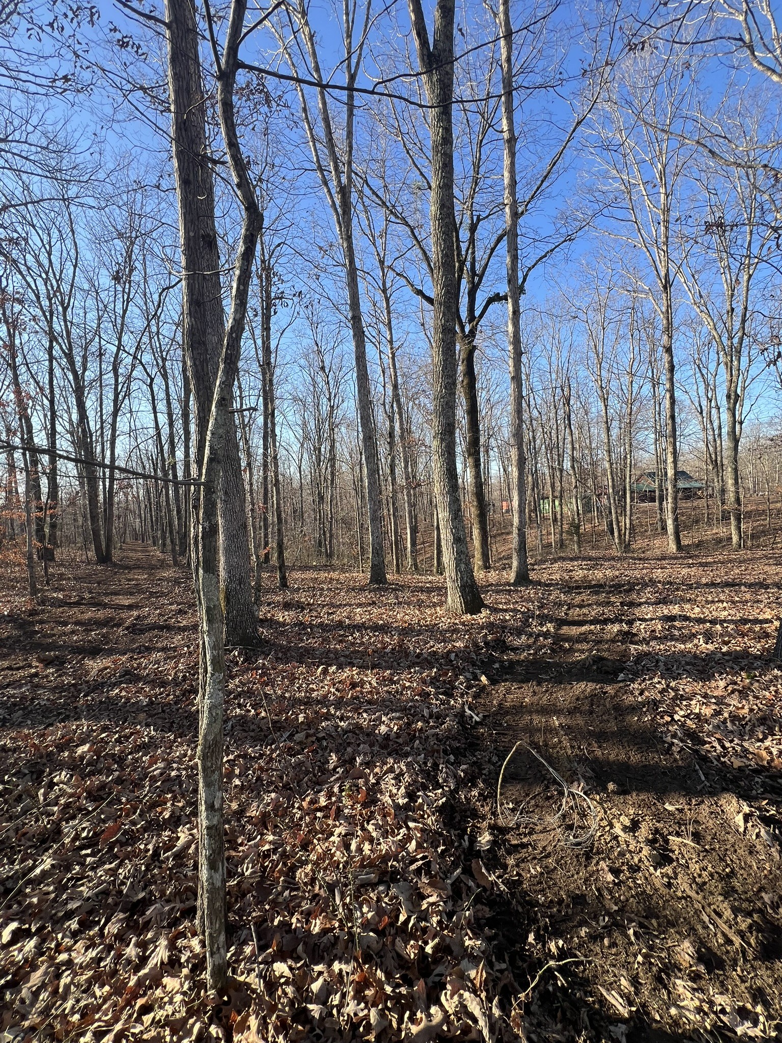 151 Kimberly Road Hohenwald, TN 38462 - Photo 3 of 9 a view of backyard of house