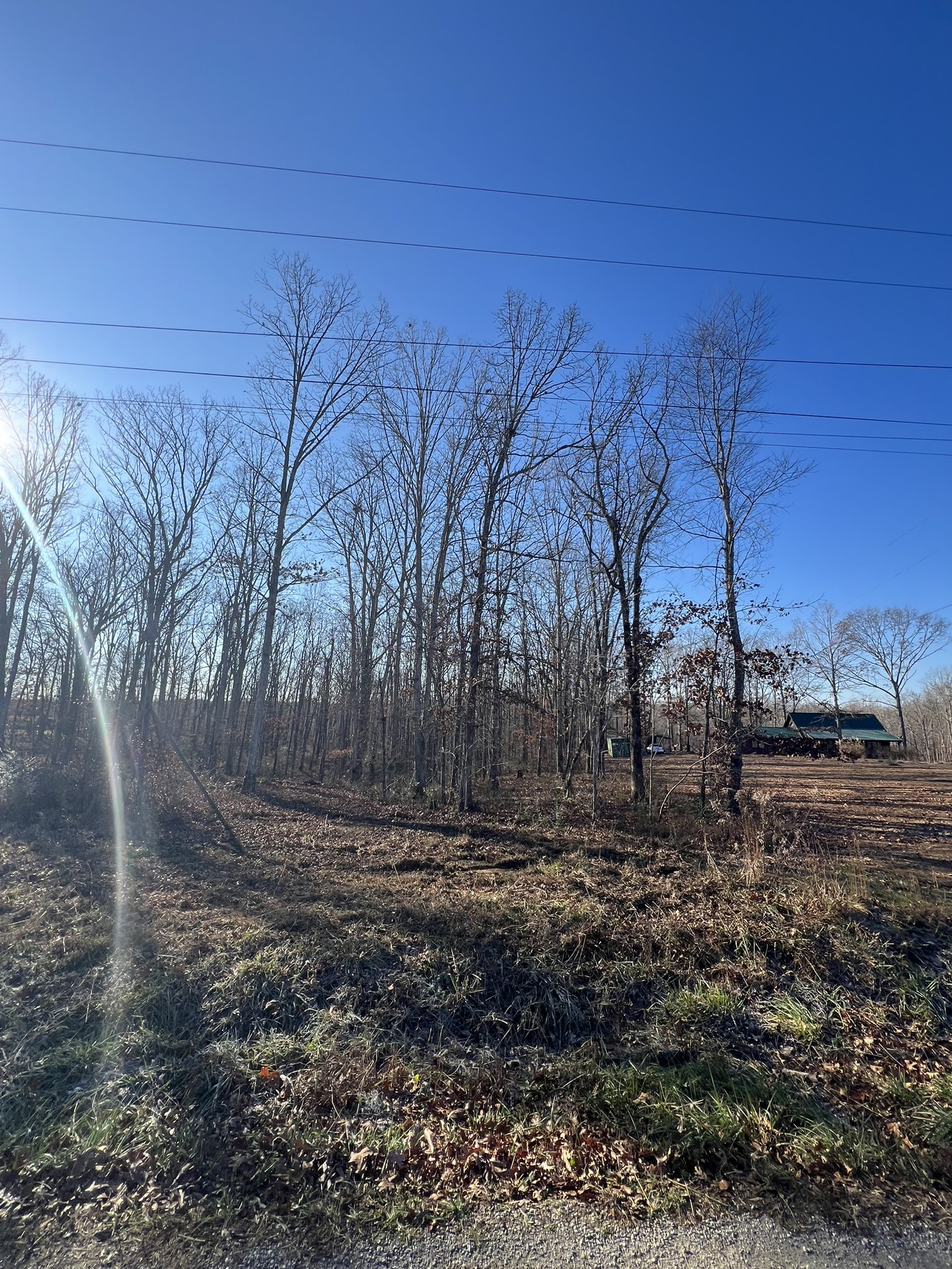 151 Kimberly Road Hohenwald, TN 38462 - Photo 7 of 9 a view of dirt yard with large trees